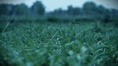Nature grass depth of field