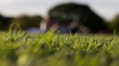 Nature grass depth of field