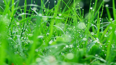 Nature grass Desktopography