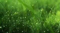 Nature grass dew