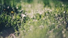 Nature grass dew dawn meadows bokeh flora depth of field