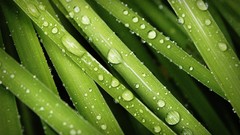 Nature grass dew Green water drops