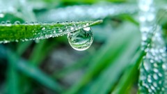 Nature grass dew Green water drops