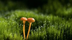 Nature grass dew mushrooms