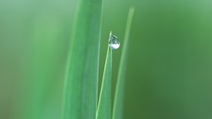 Nature grass drops