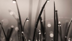 Nature grass drops close-up monochrome water drops