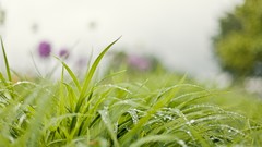 Nature grass drops dew dawn Plants water drops flora blurred 