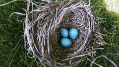 Nature grass eggs nest housing Birdhouses