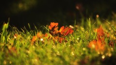 Nature grass fallen leaves