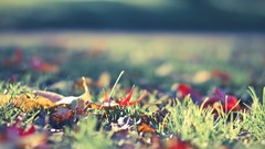 Nature grass fallen leaves