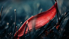 Nature grass fallen leaves