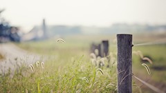 Nature grass fences depth of field