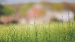 Nature grass fields depth of field