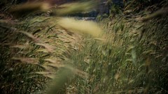 Nature grass fields depth of field