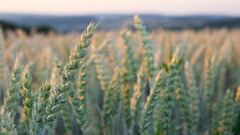 Nature grass fields Plants