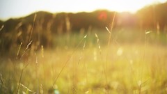 Nature grass fields sunlight flora blurred background depth of 