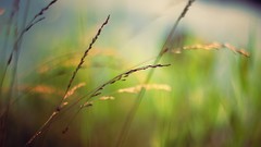 Nature grass flora blurred background depth of field