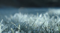 Nature grass frost bokeh