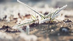 Nature grass frost macro