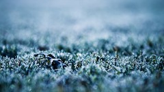 Nature grass frost macro