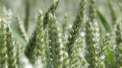 Nature grass grain macro