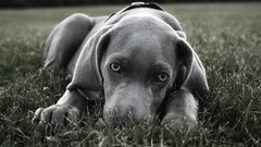 Nature grass gray Animals Dogs blue eyes weimeraner