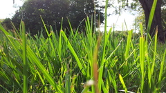 Nature grass Green