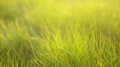 Nature grass Green