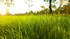 Nature grass Green