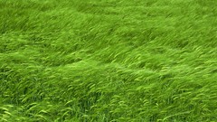 Nature grass Green