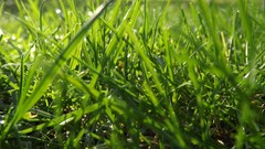 Nature grass Green