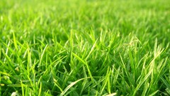 Nature grass Green