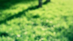 Nature grass Green bokeh blurred