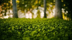 Nature grass Green bokeh blurred background