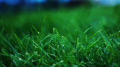 Nature grass Green close-up