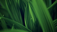 Nature grass Green close-up