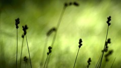 Nature grass Green countryside silhouettes
