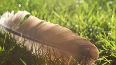 Nature grass Green feathers