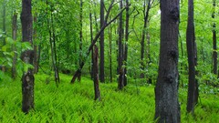 Nature grass Green forests