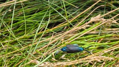 Nature grass Green insects