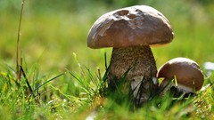 Nature grass Green mushrooms