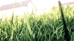 Nature grass Green photograph Grassland Canon camera