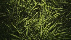 nature grass Green Plants