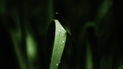 Nature grass Green Plants water drops