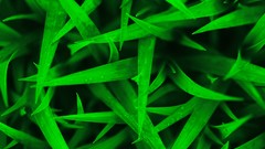 Nature grass Green Plants wet ground