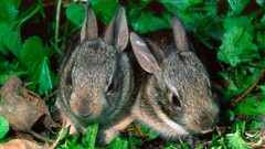 Nature grass Green rabbits baby animals Young rabbits