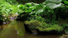 Nature grass Green rivers forests