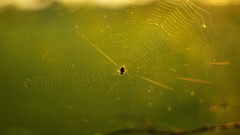 Nature grass Green spiders