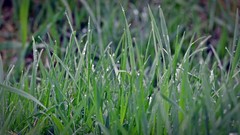 Nature grass Green wet water drops raindrops