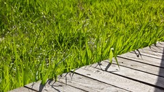 Nature grass Green Wood